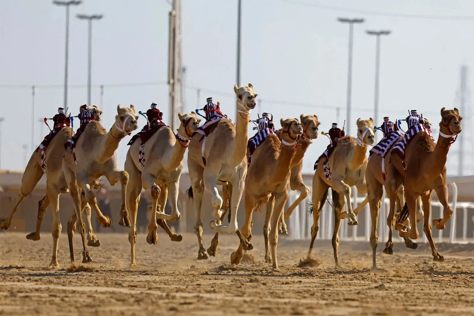 The Fourth Local Camel Race