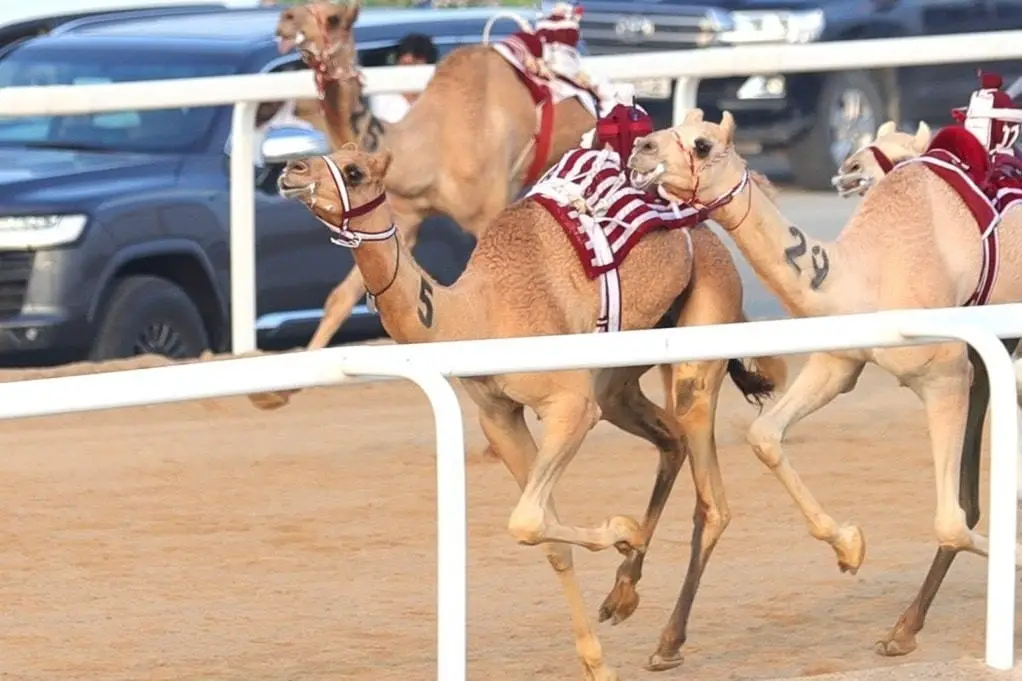 The Third Local Camel Race