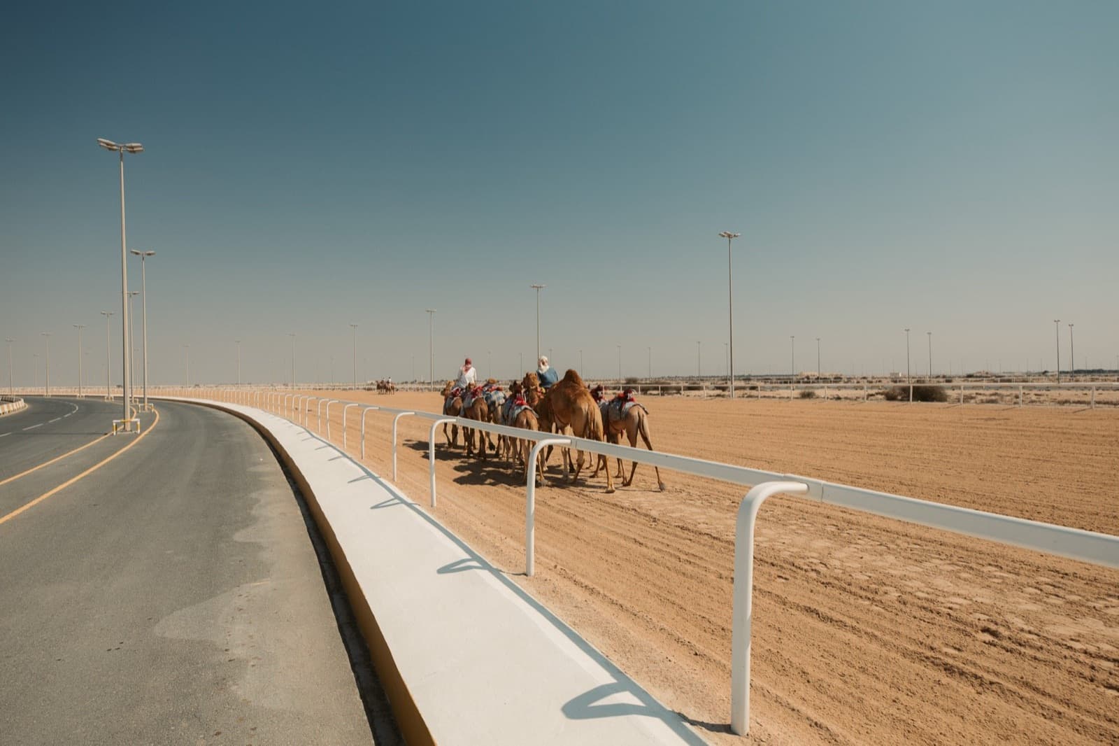 The Second Local Camel Race