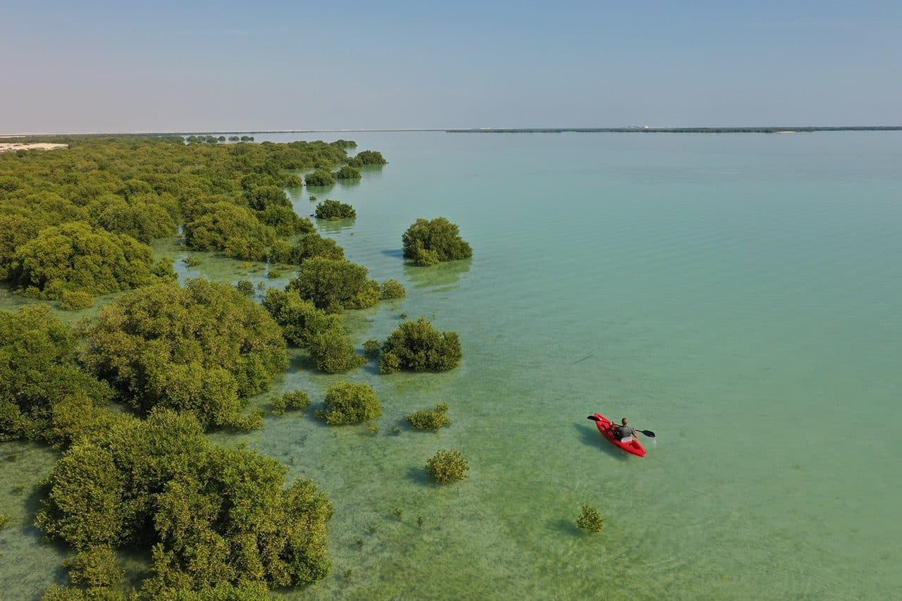 Purple Island mangrove kayak