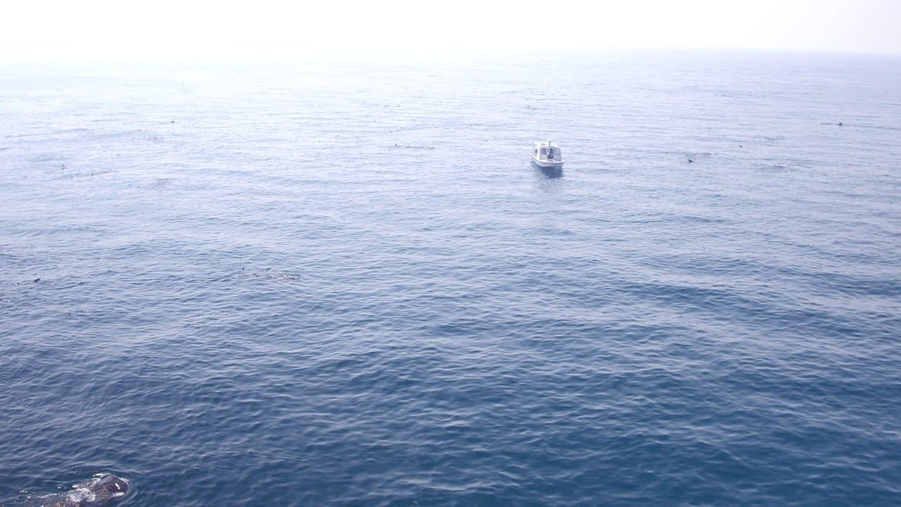 Reef diving and snorkeling trip