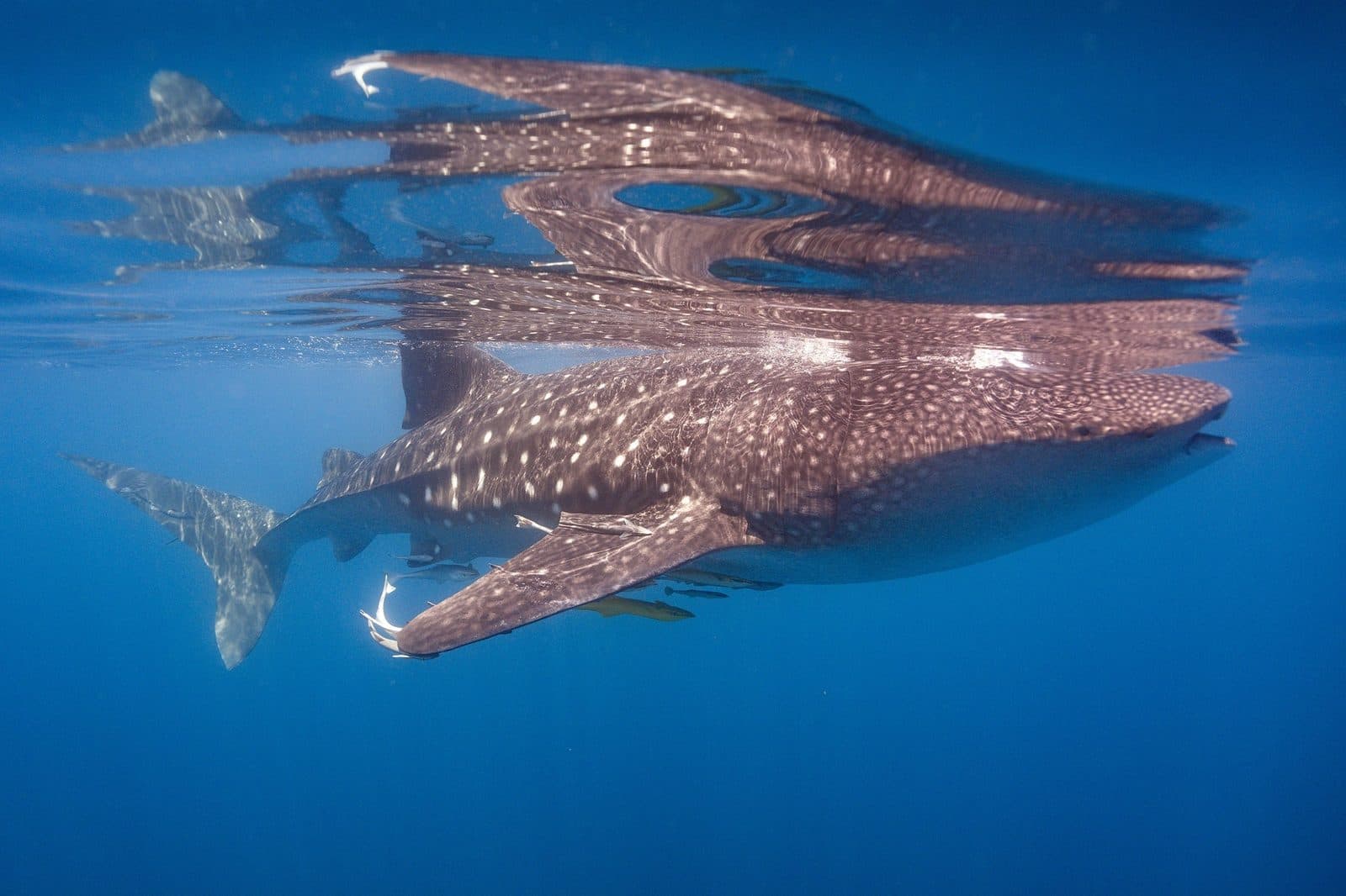 Whale Sharks of Qatar (Al Shaheen boat tour)