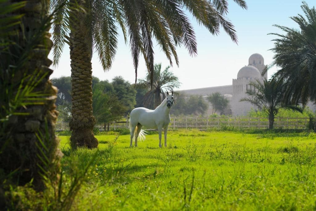 Al Samriya, Doha, Autograph Collection — photo 4